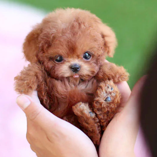 Real Puppy - Realistischer Roboter Welpe, braun