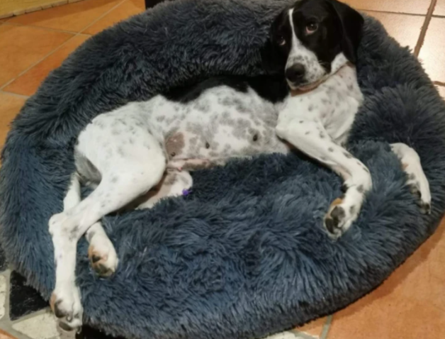 Kuscheliges Hundebett "Wolke 7" - das Original